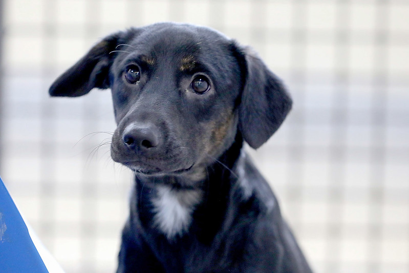 GDF combate maus-tratos contra animais: veja como denunciar e ajudar