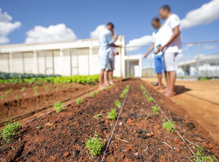 Hortas Urbanas Transformam o DF