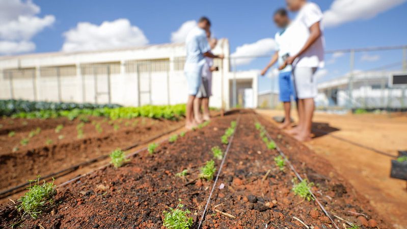Hortas Urbanas Transformam o DF