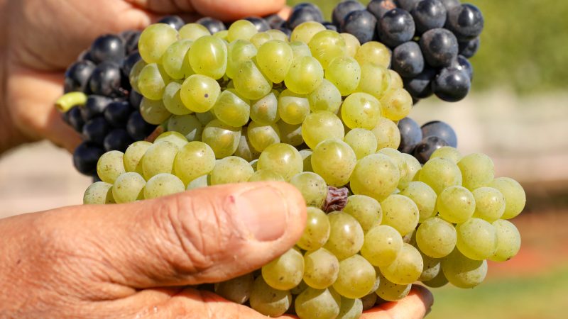 Feira da Uva e do Vinho agita Planaltina com atrações para toda a família