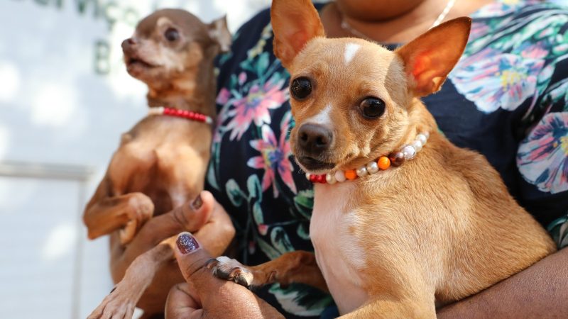 Campanha mensal de castração gratuita do GDF beneficiará 1.056 pets