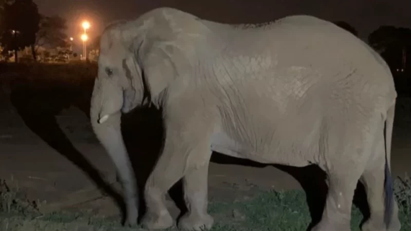 Zoológico de Brasília abre inscrições para uma aventura noturna inesquecível