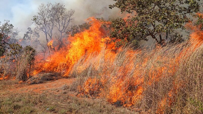 Força-tarefa investiga incêndios criminosos no DF e pede ajuda da população