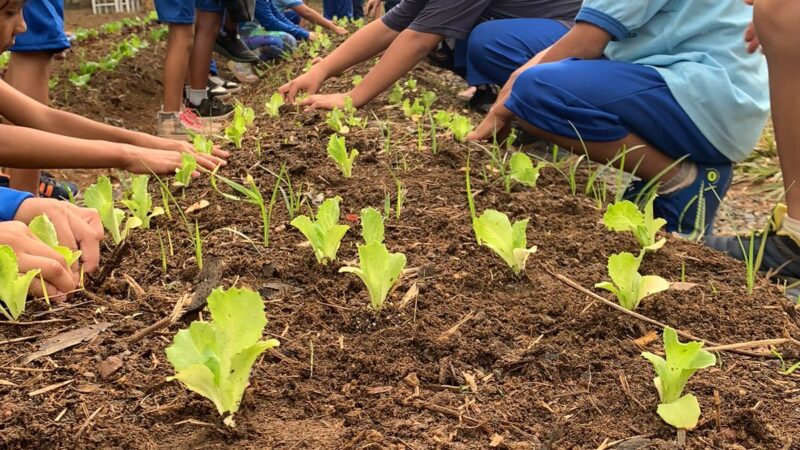 Feira do Produtor Rural da UnB empodera mulheres e promove agricultura sustentável