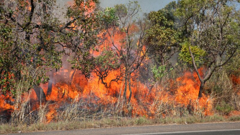 Polícia Civil investiga incêndio criminoso em área de vegetação do Gama