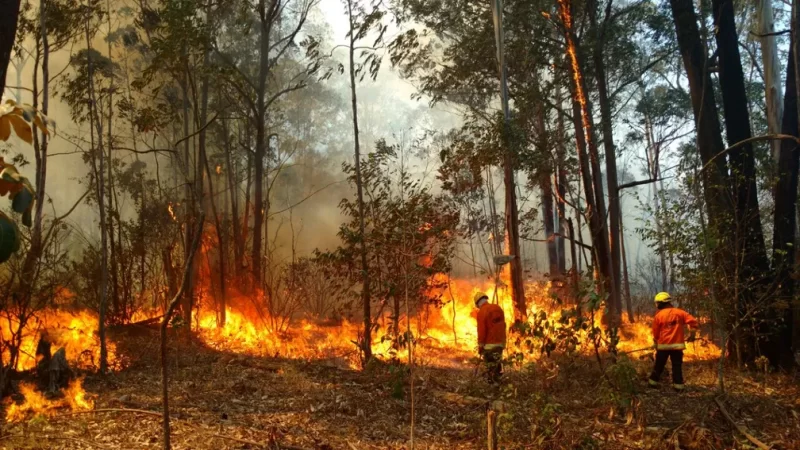 Queimadas devastam a Flona de Brasília em dia de seca record