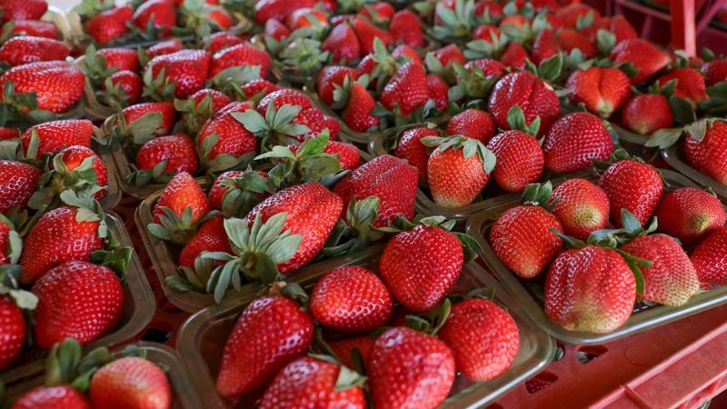 Festa do Morango, em Brazlândia, deve reunir mais de 500 mil pessoas