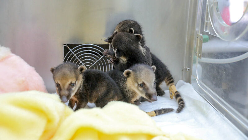 Quatis resgatados no Parque Nacional recebem cuidados especiais em hospital da fauna