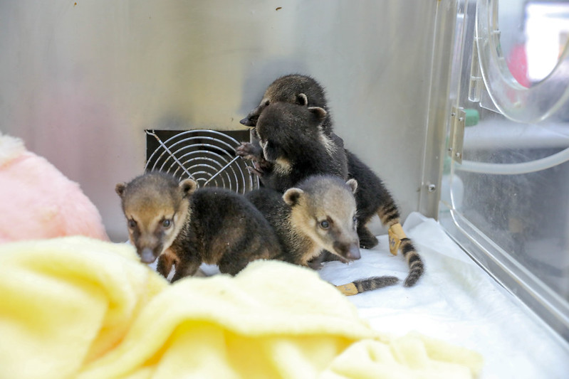 Quatis resgatados no Parque Nacional recebem cuidados especiais em hospital da fauna