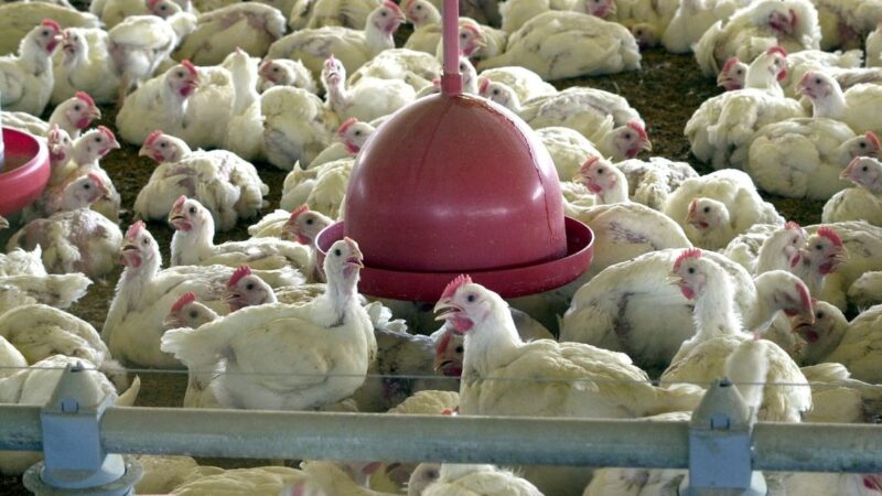 Frango de corte lidera setor pecuário no DF com faturamento bilionário em 2023