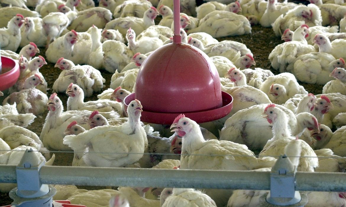 Frango de corte lidera setor pecuário no DF com faturamento bilionário em 2023