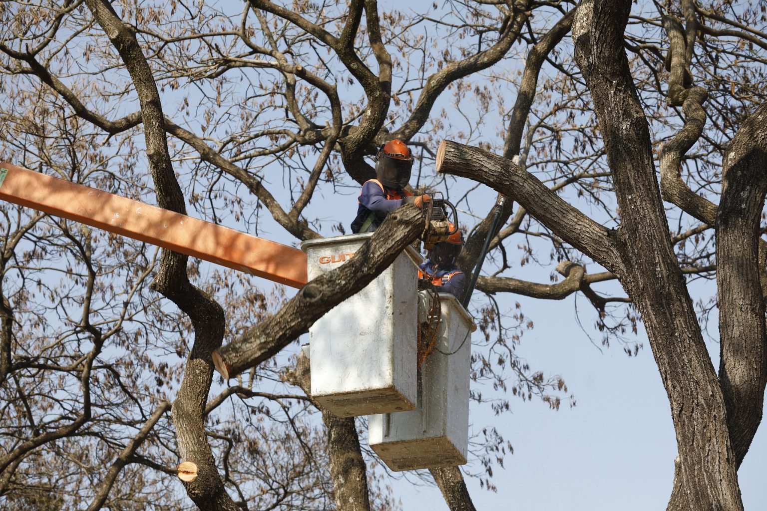 Saiba como solicitar podas e remoção de árvores mortas para evitar riscos de quedas