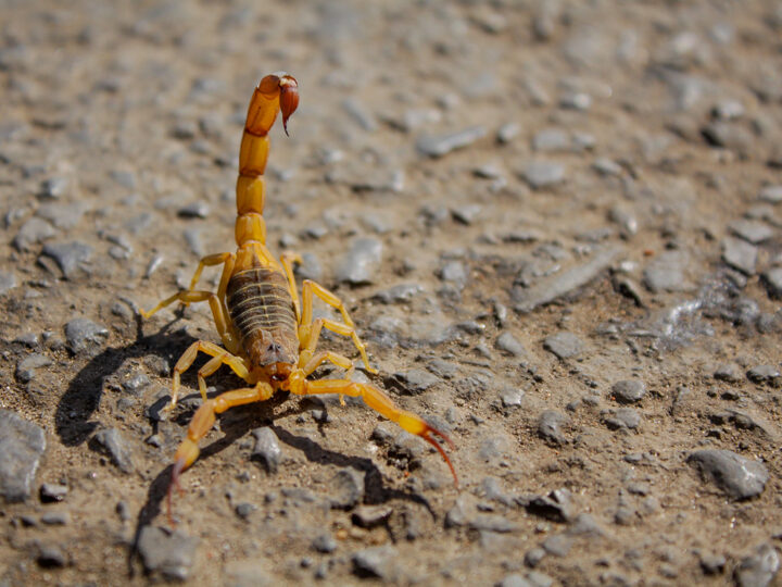 Picada de escorpião: saiba o que fazer e onde procurar atendimento no DF