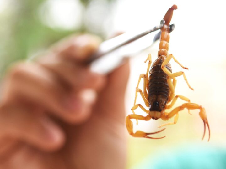 Chuvas aumentam o risco de picadas de escorpião no Distrito Federal