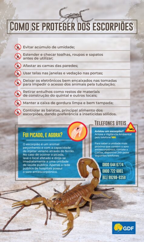 Picada de escorpião: saiba o que fazer e onde procurar atendimento no DF