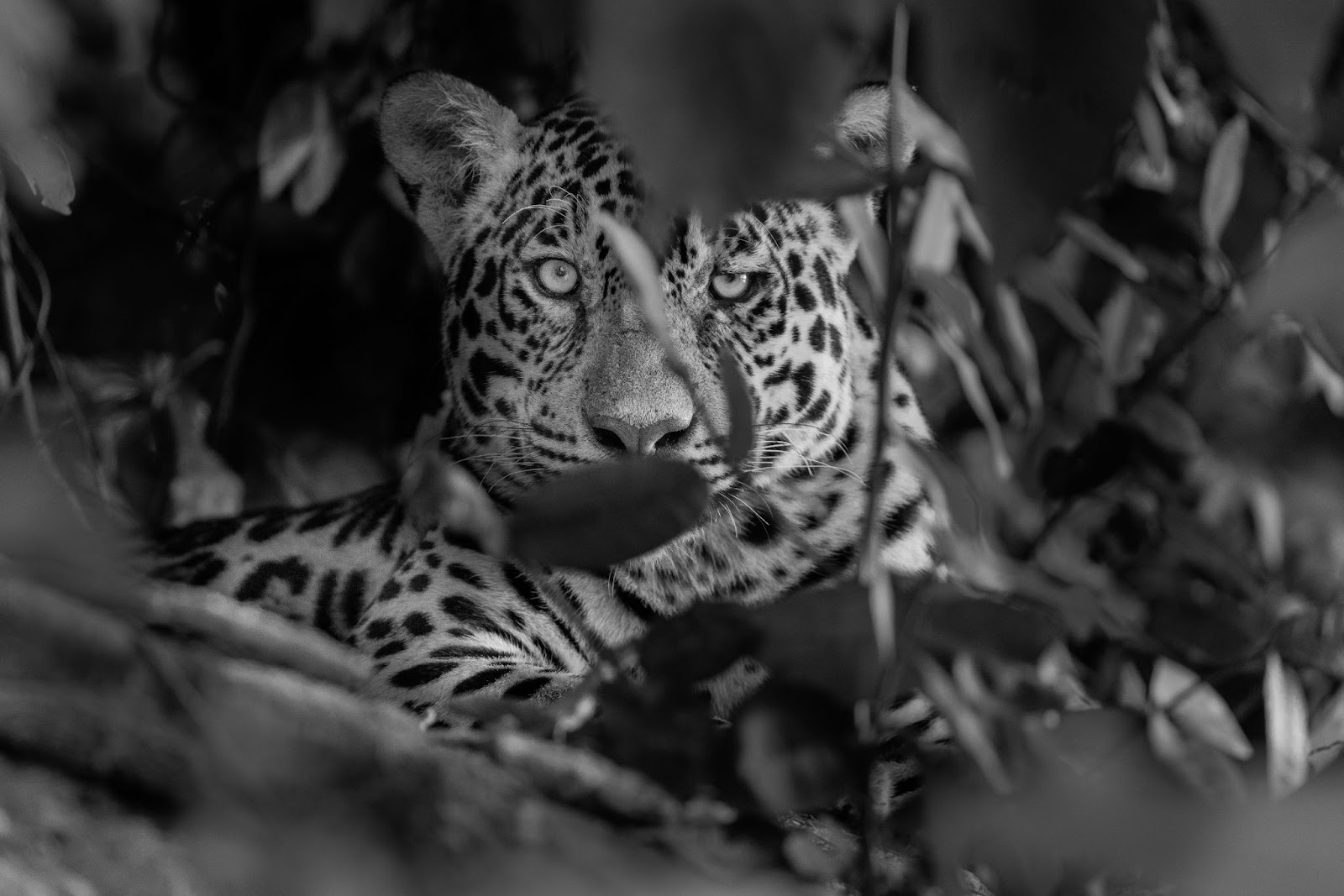 DF recebe curso gratuito de fotografia e conscientização ambiental