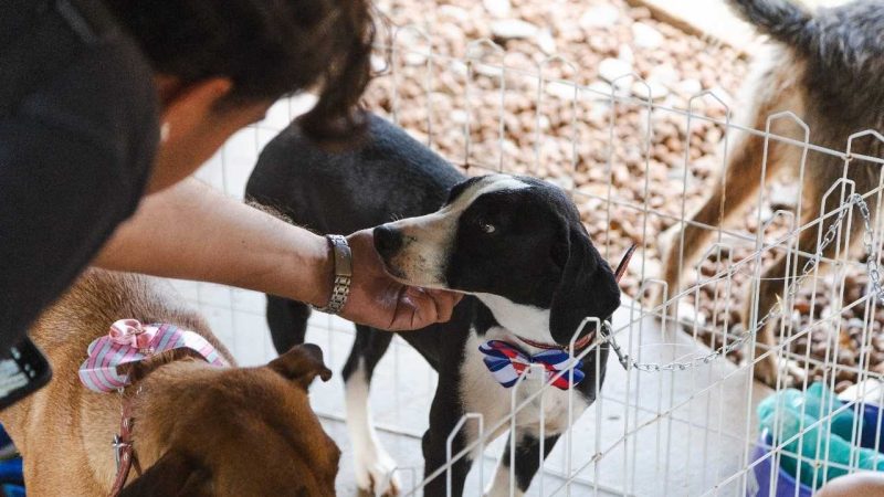 Feira pet, teatro e competição de poesia são destaque deste fim de semana no DF