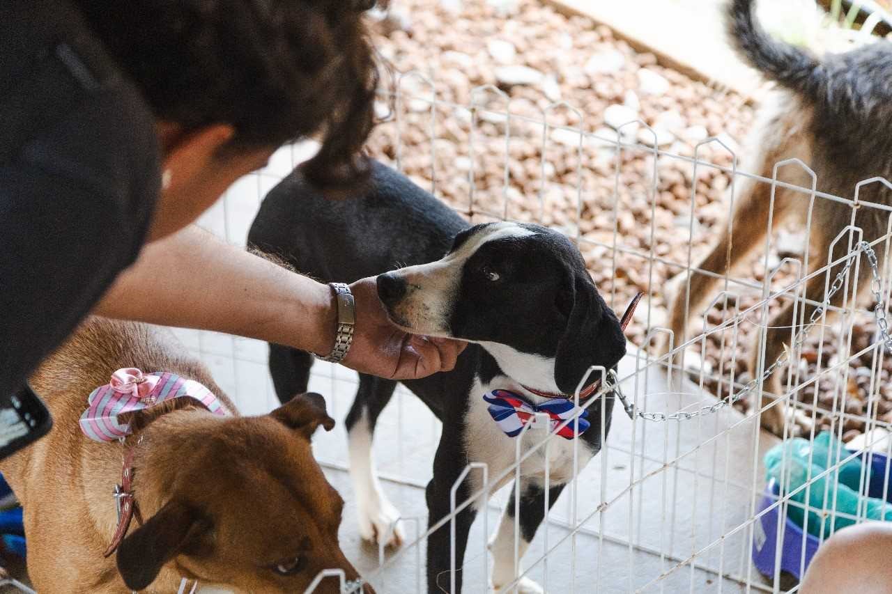 Feira pet, teatro e competição de poesia são destaque deste fim de semana no DF
