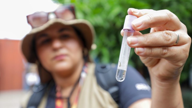 Novo aplicativo promete agilizar combate à dengue no DF