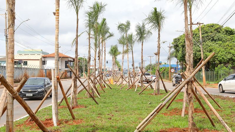 Taguatinga ganha novo visual com plantio de 1.850 mudas na Avenida Hélio Prates