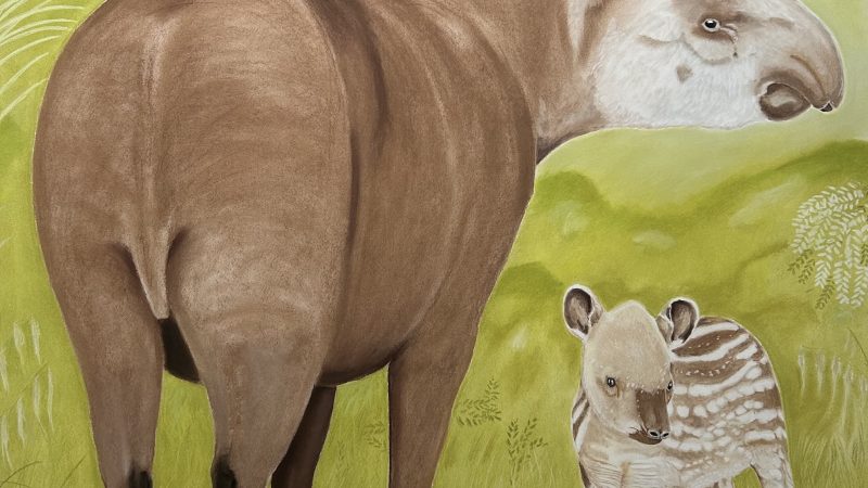 Exposição celebra a beleza e a importância do bioma na Biblioteca Nacional