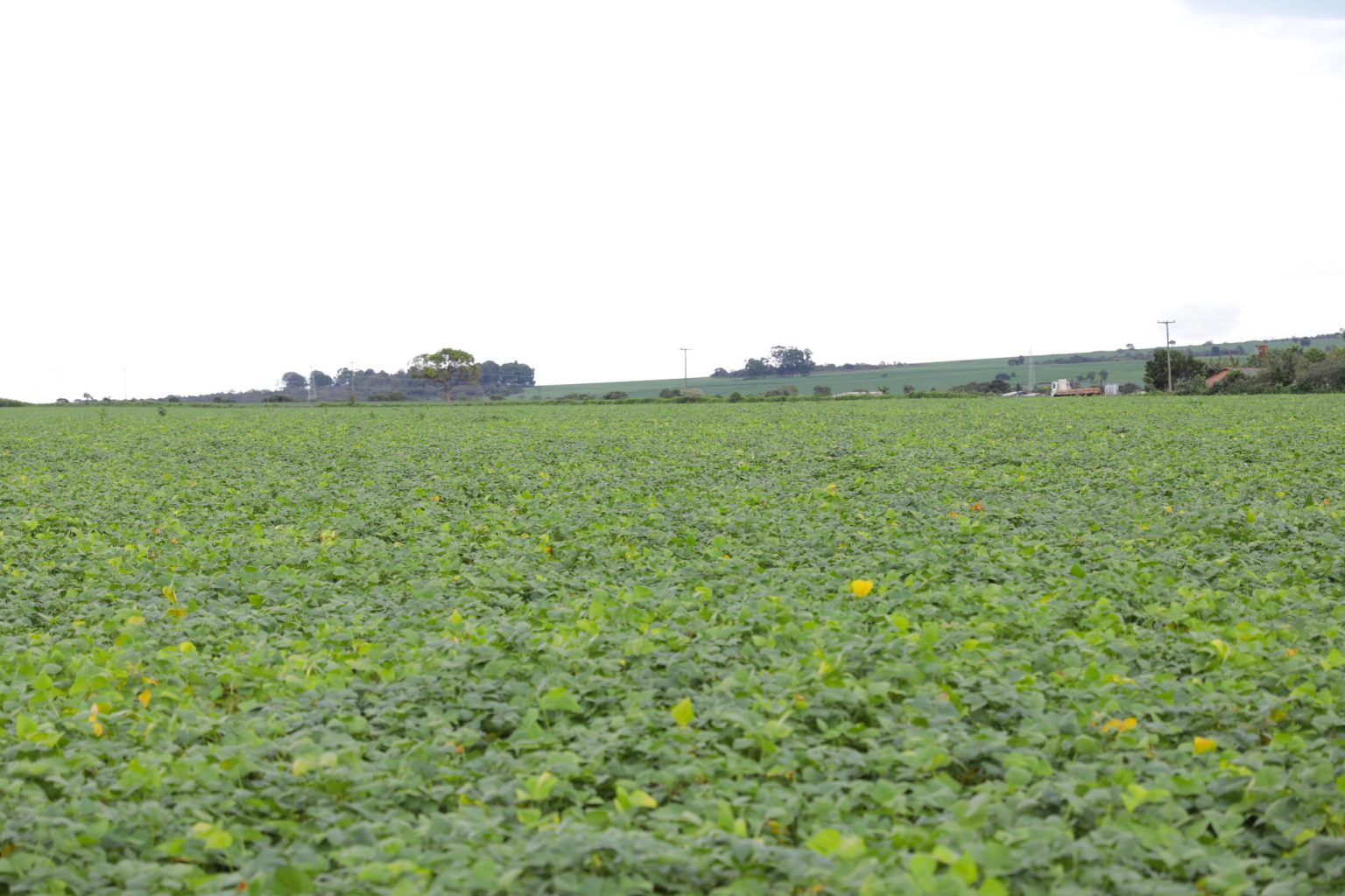 DF Colhe Frutos: Agricultura Desponta como Referência Nacional