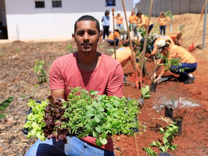 Hortos do DF são destaque nacional em segurança alimentar