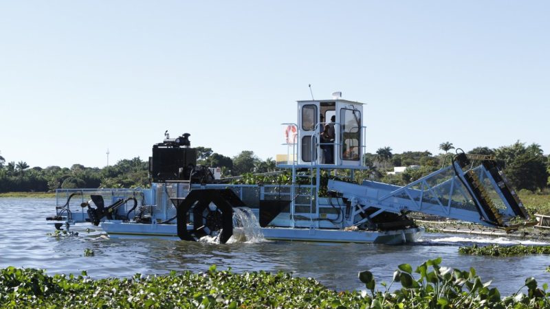 Plantas aquáticas no Lago Paranoá não indicam poluição, garante Caesb