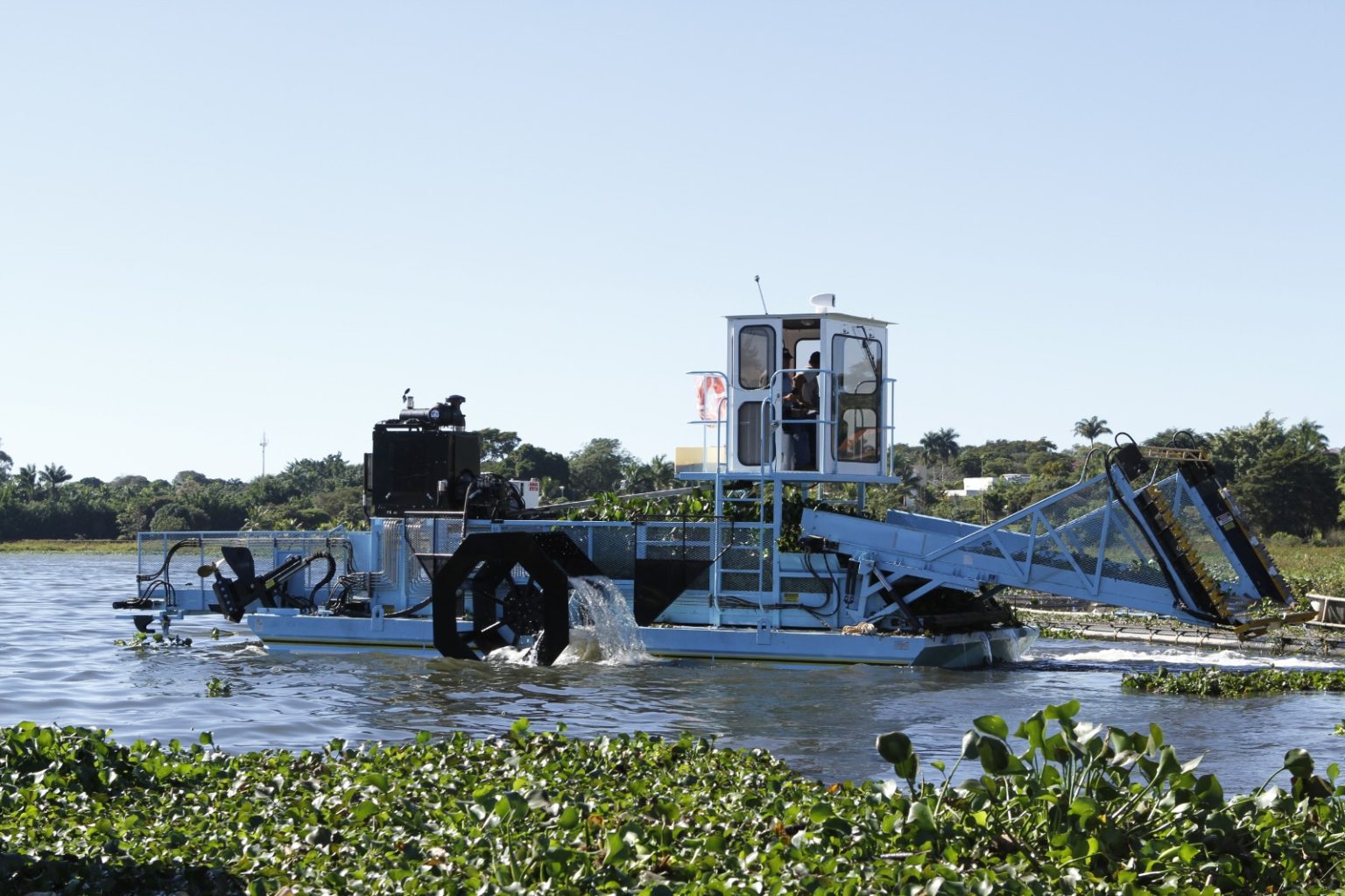 Plantas aquáticas no Lago Paranoá não indicam poluição, garante Caesb