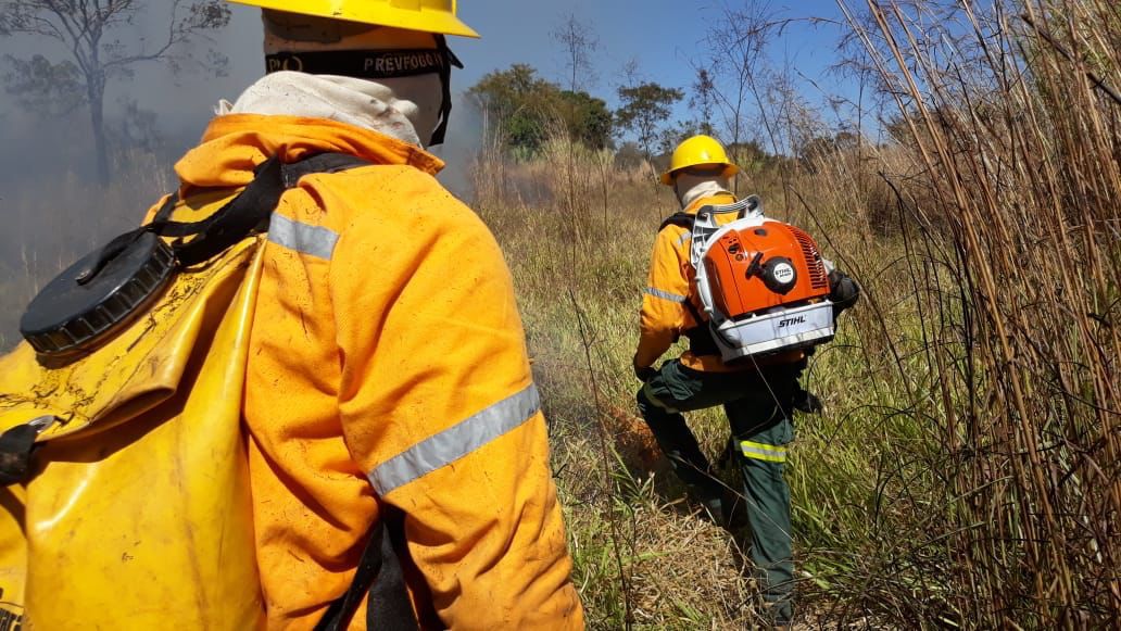 Brasília Ambiental celebra conquistas e desafios de 2024 em prol do meio ambiente
