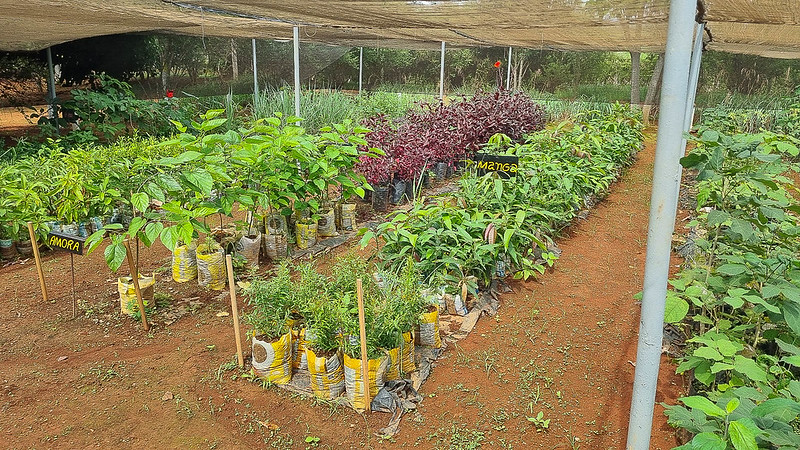 Fazenda da Papuda produz mudas nativas e oferece oportunidade de ressocialização