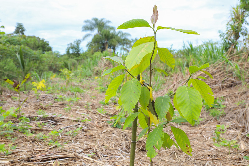 Mais de 46 mil mudas plantadas em 2024 e um futuro promissor para o Cerrado