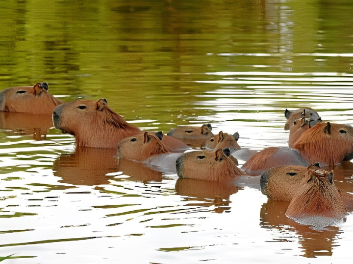 Estudo inédito vai monitorar capivaras e carrapatos no DF