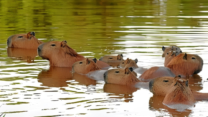 Estudo inédito vai monitorar capivaras e carrapatos no DF