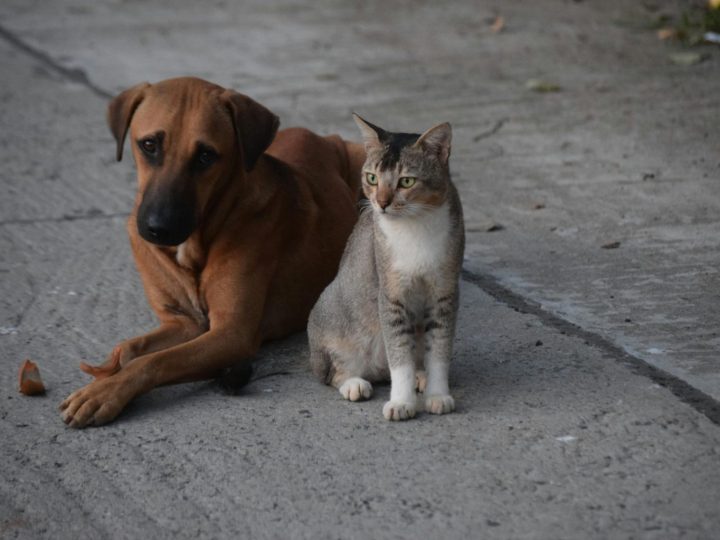 GDF oferece 720 castrações gratuitas para cães e gatos em fevereiro