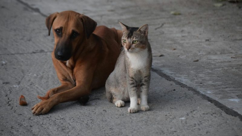 GDF oferece 720 castrações gratuitas para cães e gatos em fevereiro