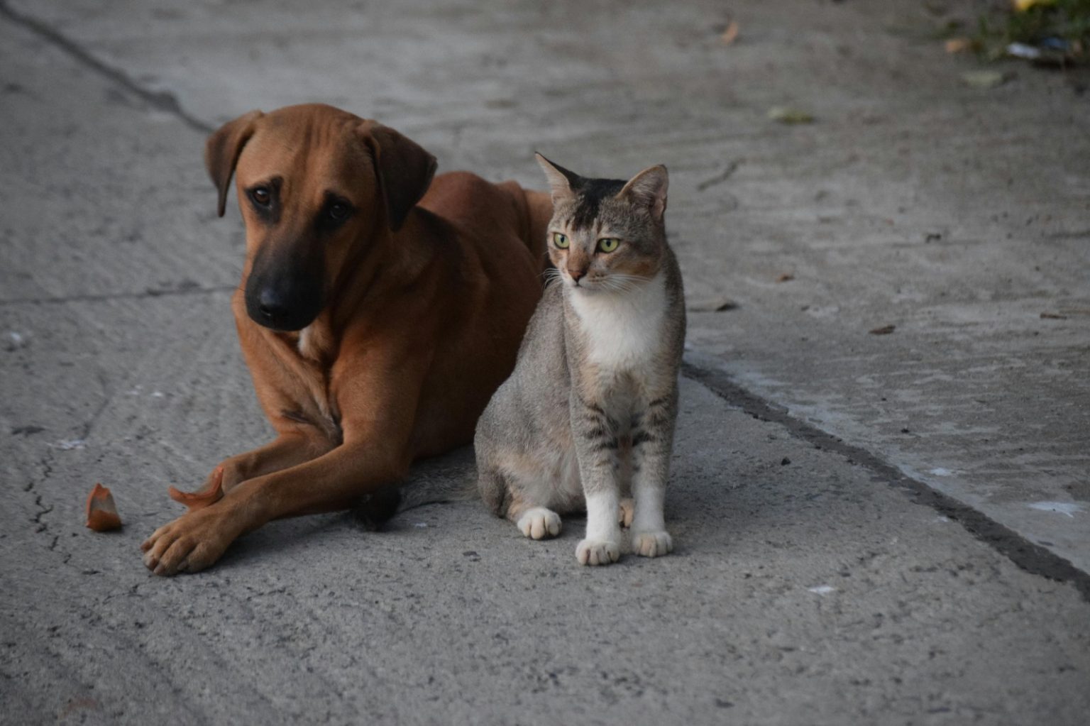 GDF oferece 720 castrações gratuitas para cães e gatos em fevereiro