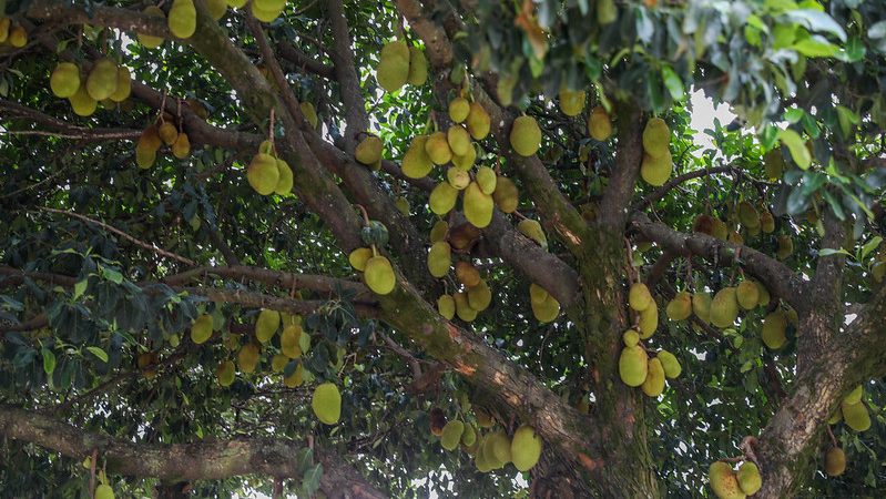 Brasília florescente: cidade transforma ruas em verdadeiros pomares urbanos