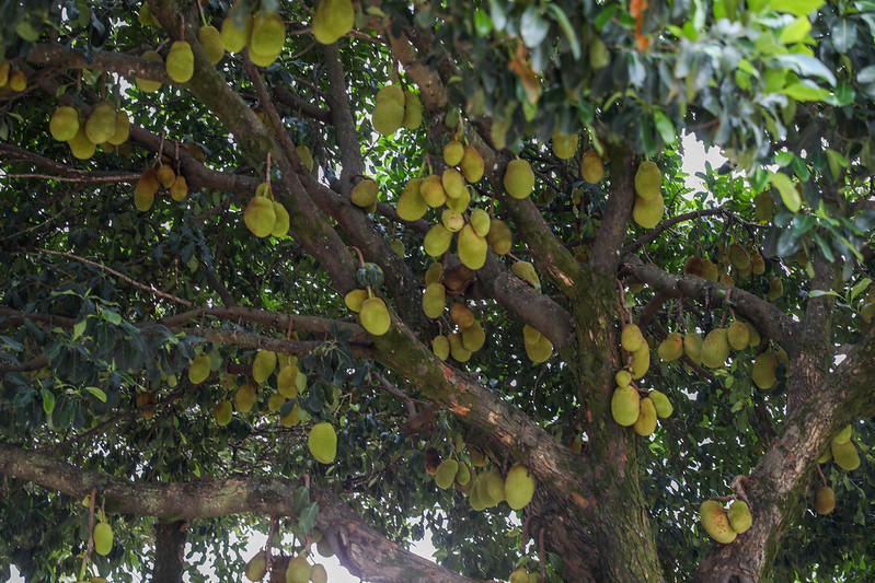 Brasília florescente: cidade transforma ruas em verdadeiros pomares urbanos