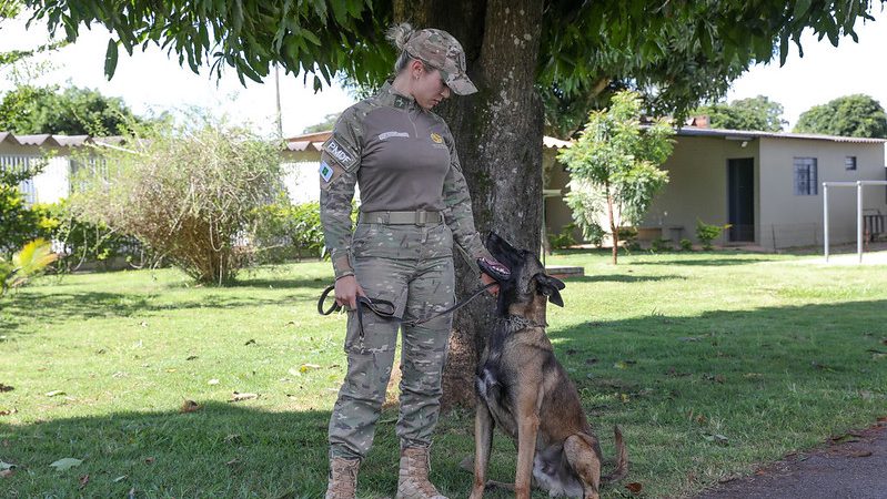 Heróis de Quatro Patas na Luta Contra o Crime