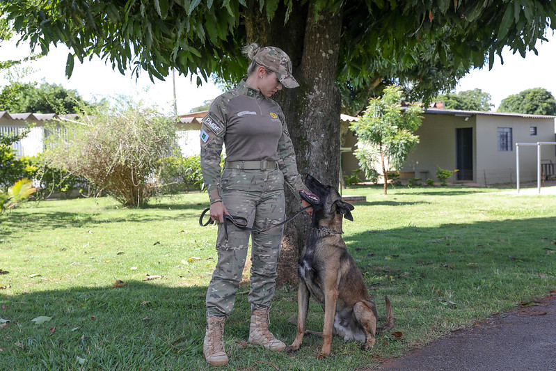 Heróis de Quatro Patas na Luta Contra o Crime