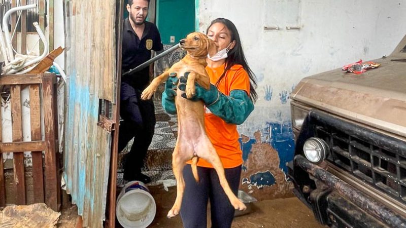 Mais de 100 cães resgatados em condições cruéis na Candangolândia