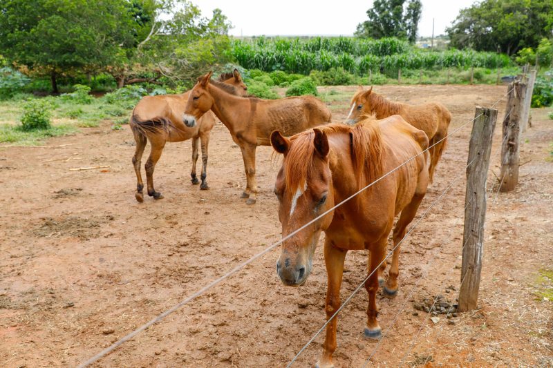 Quem tiver interesse em adotar um dos animais apreendidos deve comparecer à sede da Seagri e preencher formulários de responsabilidade, juntamente com informações detalhadas sobre a propriedade e finalidade da adoção