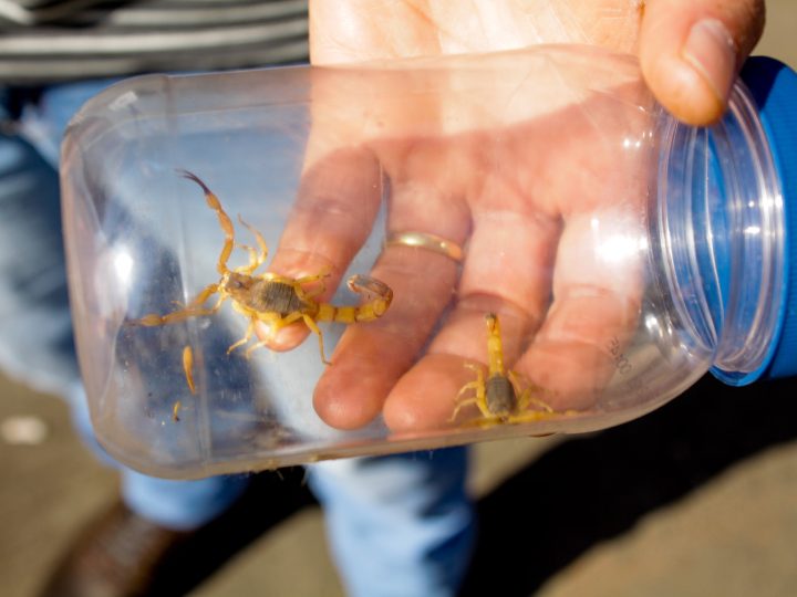 Como se proteger de pragas urbanas e animais peçonhentos no verão