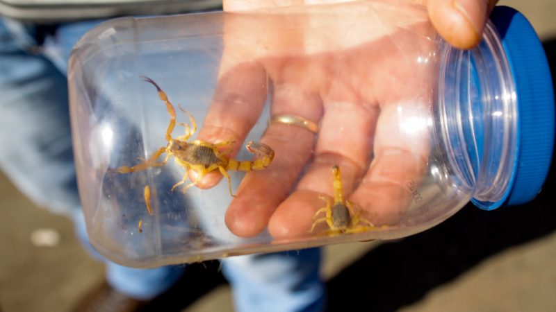 Como se proteger de pragas urbanas e animais peçonhentos no verão