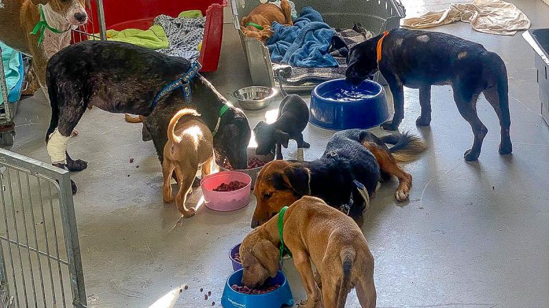 Cães resgatados em situação de maus-tratos precisam da sua ajuda!