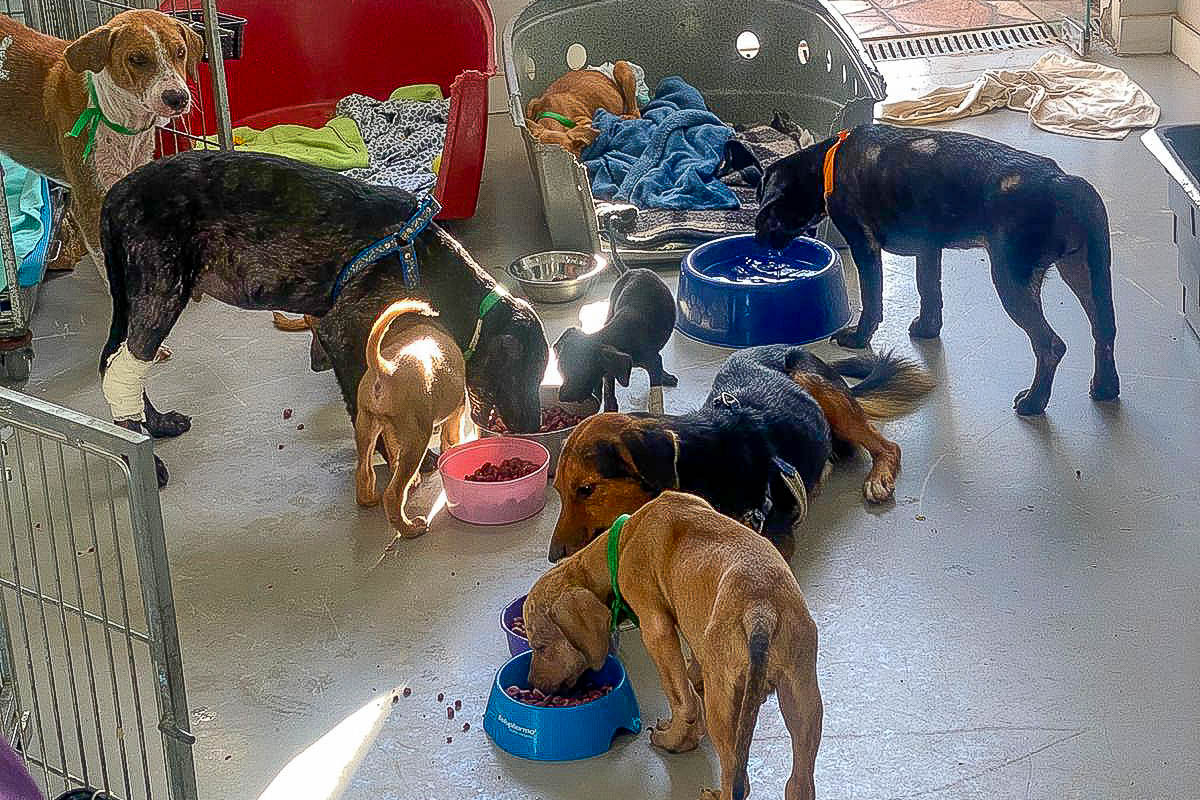 Cães resgatados em situação de maus-tratos precisam da sua ajuda!