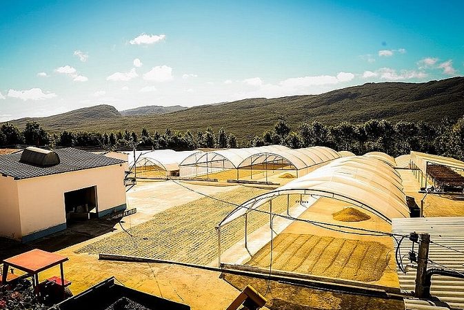 Café da Chapada Diamantina ganha selo de qualidade e se destaca no mercado