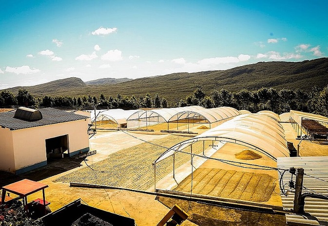 Café da Chapada Diamantina ganha selo de qualidade e se destaca no mercado