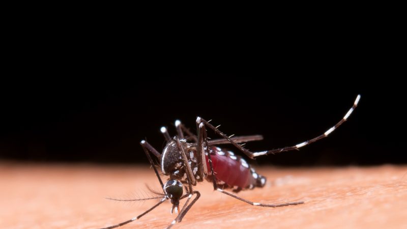 Aumento de casos de dengue do tipo 3 preocupa autoridades de saúde
